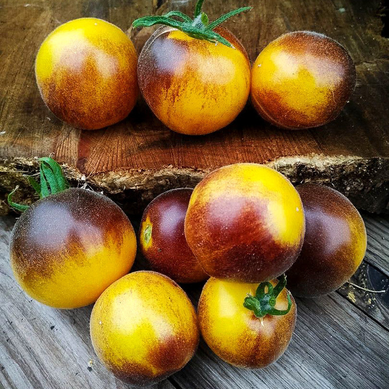 Tomato seeds Woolly Kate, shaggy Kate - 10