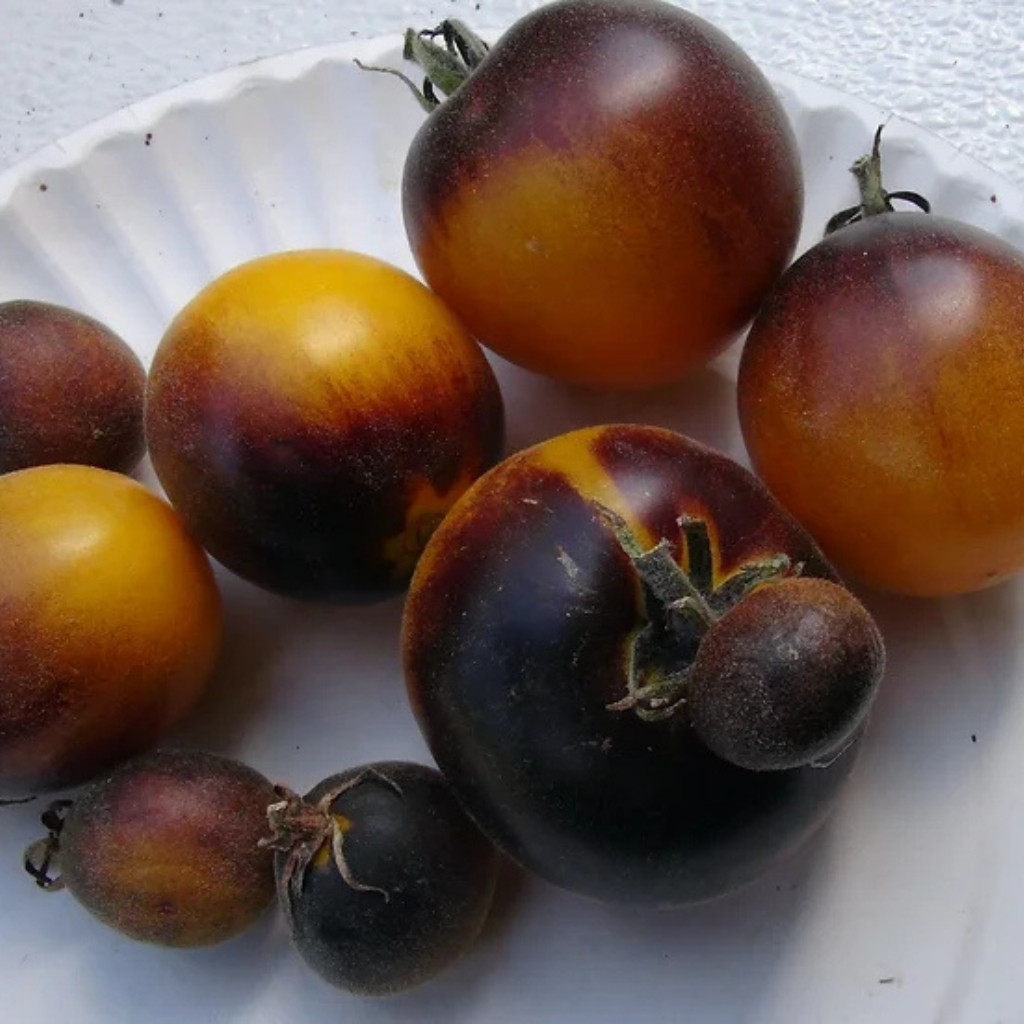 Tomato seeds Woolly Kate, shaggy Kate - 10