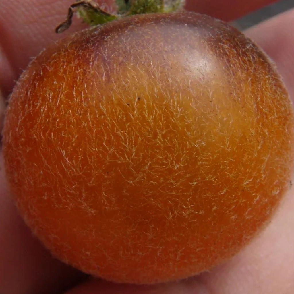 Tomato seeds Woolly Kate, shaggy Kate - 10
