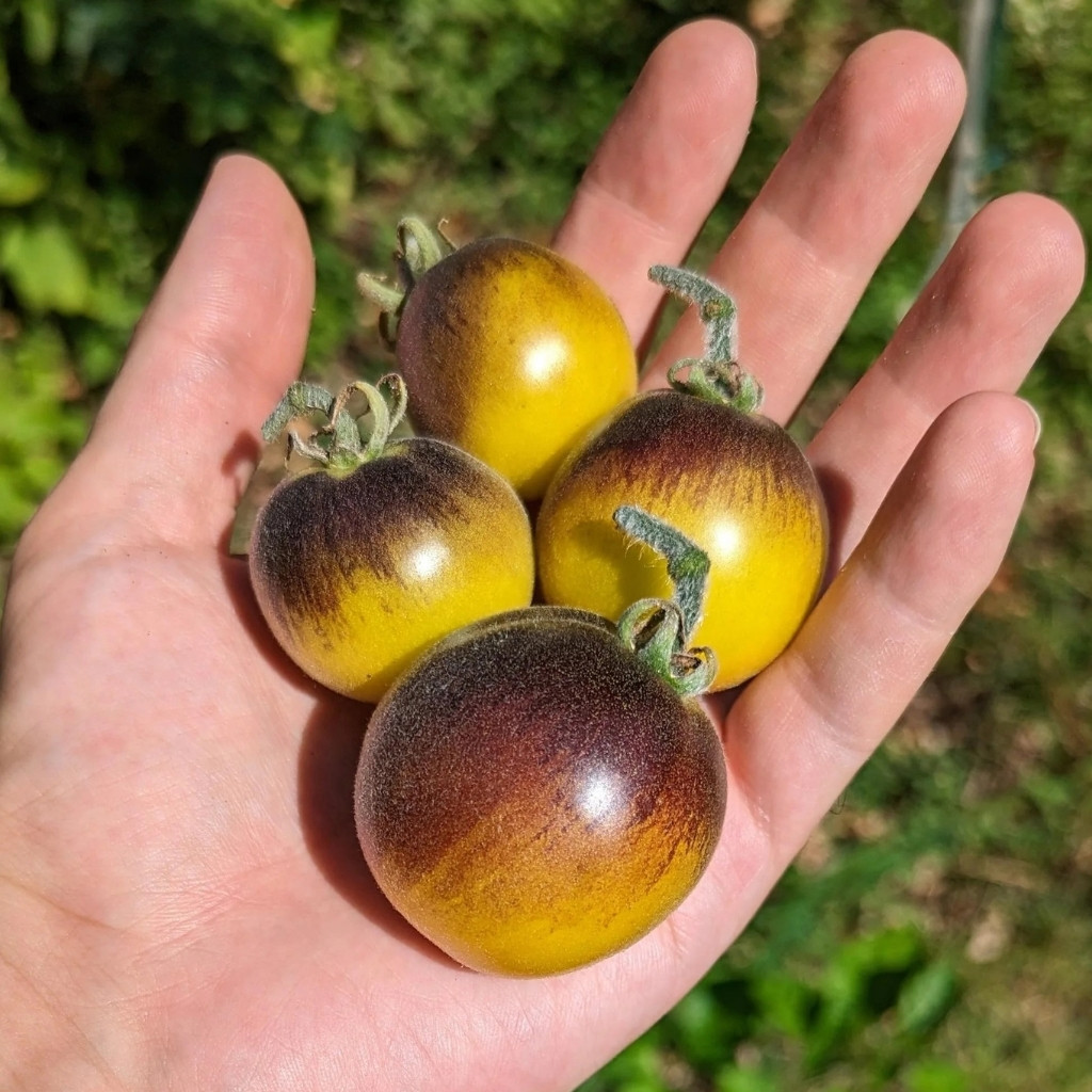 Tomato seeds Woolly Kate, shaggy Kate - 10