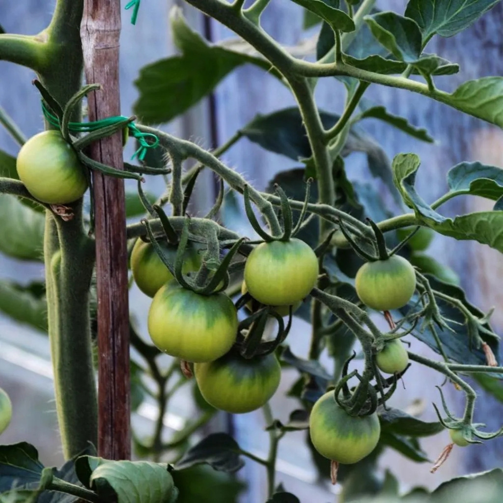 Tomato seeds Quapaw Green - 10