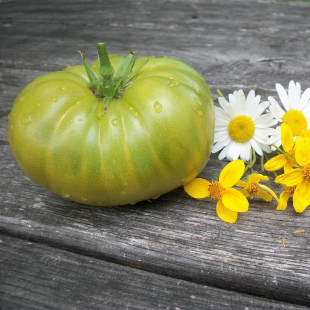 Tomato seeds Quapaw Green - 10