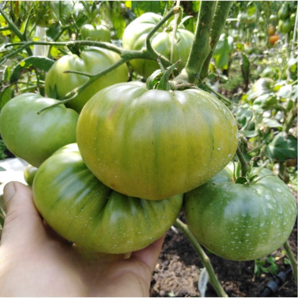 Tomato seeds Quapaw Green - 10