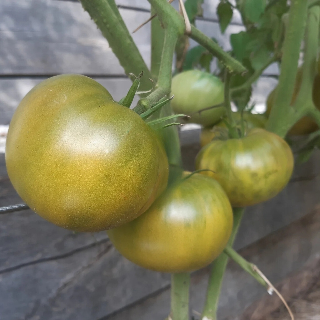 Tomato seeds Quapaw Green - 10