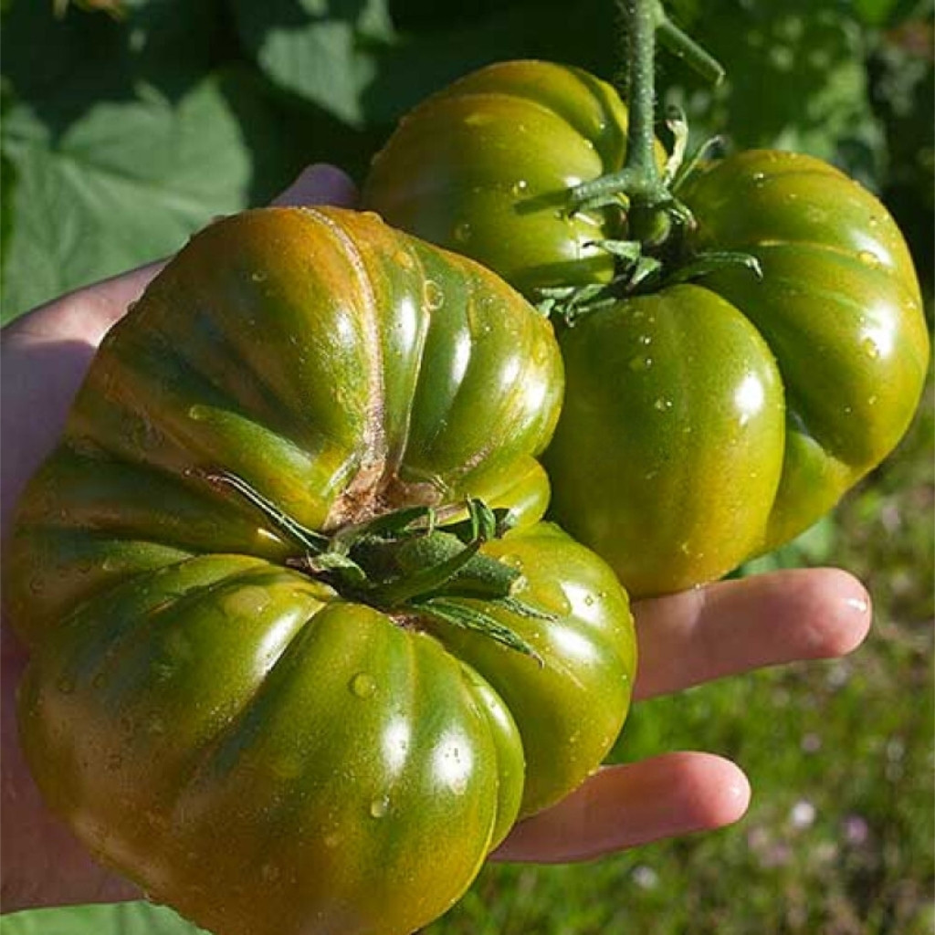 Tomato seeds Quapaw Green - 10