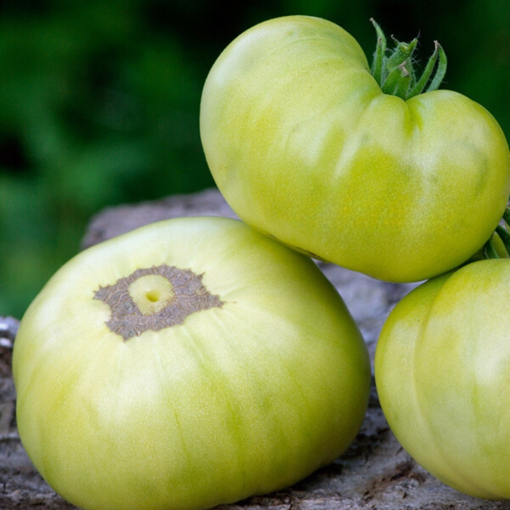 Tomato seeds Quapaw Green - 10