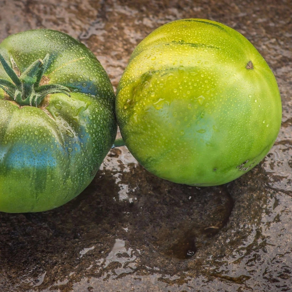 Tomato seeds Quapaw Green - 10