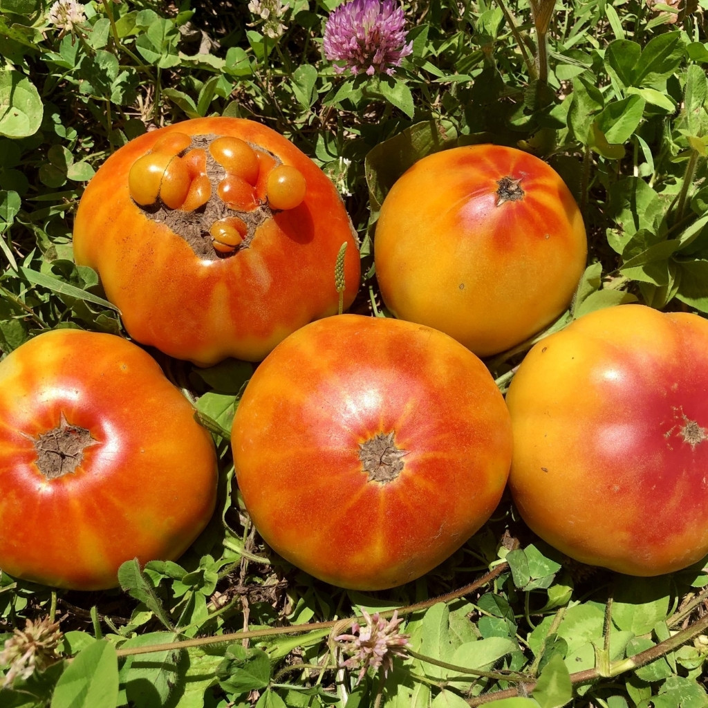 Tomato seeds Hillbilly - 10