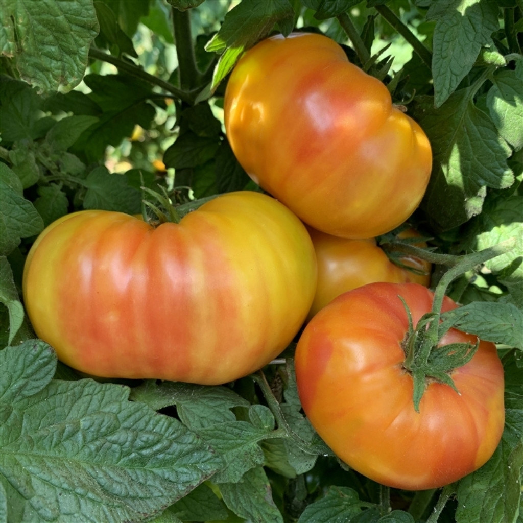 Tomato seeds Hillbilly - 10