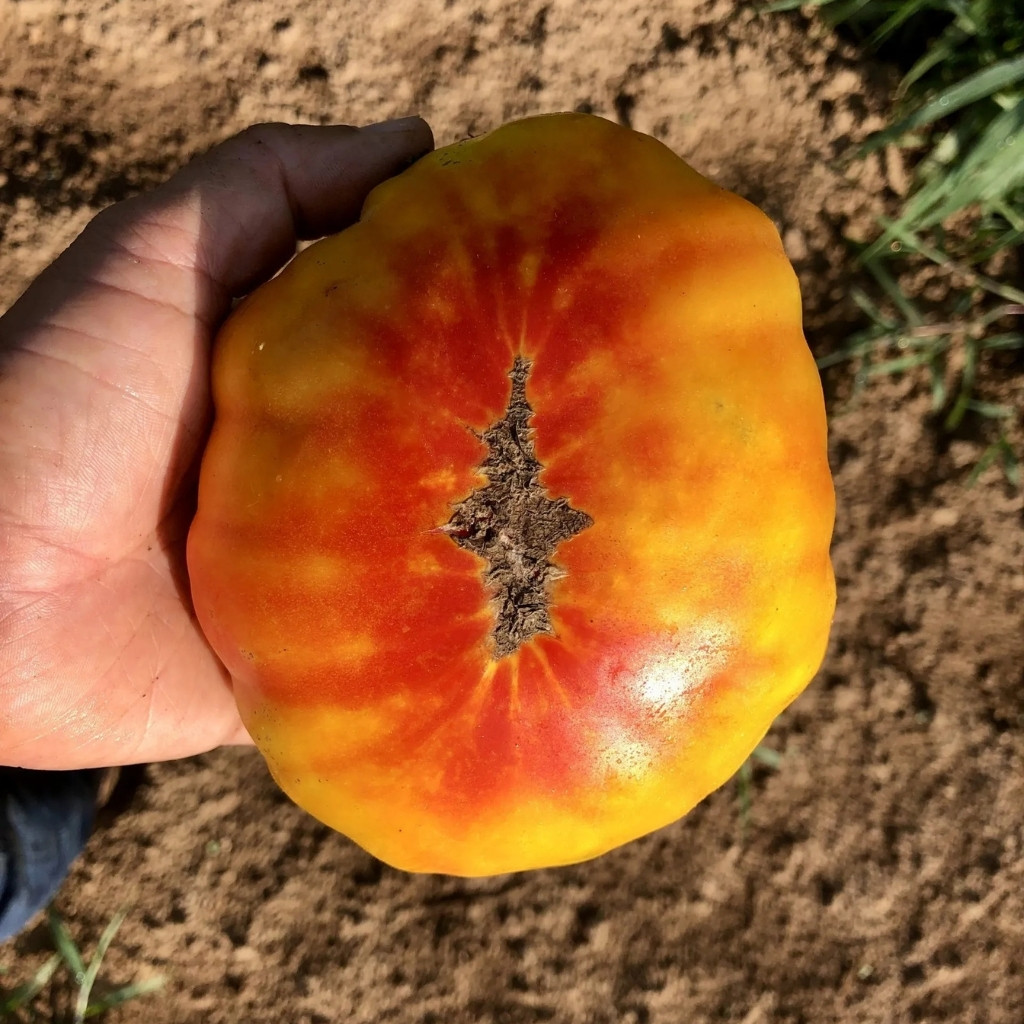 Tomato seeds Hillbilly - 10