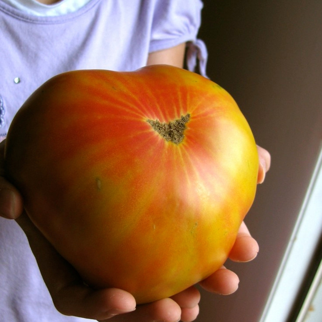 Tomato seeds Hillbilly - 10
