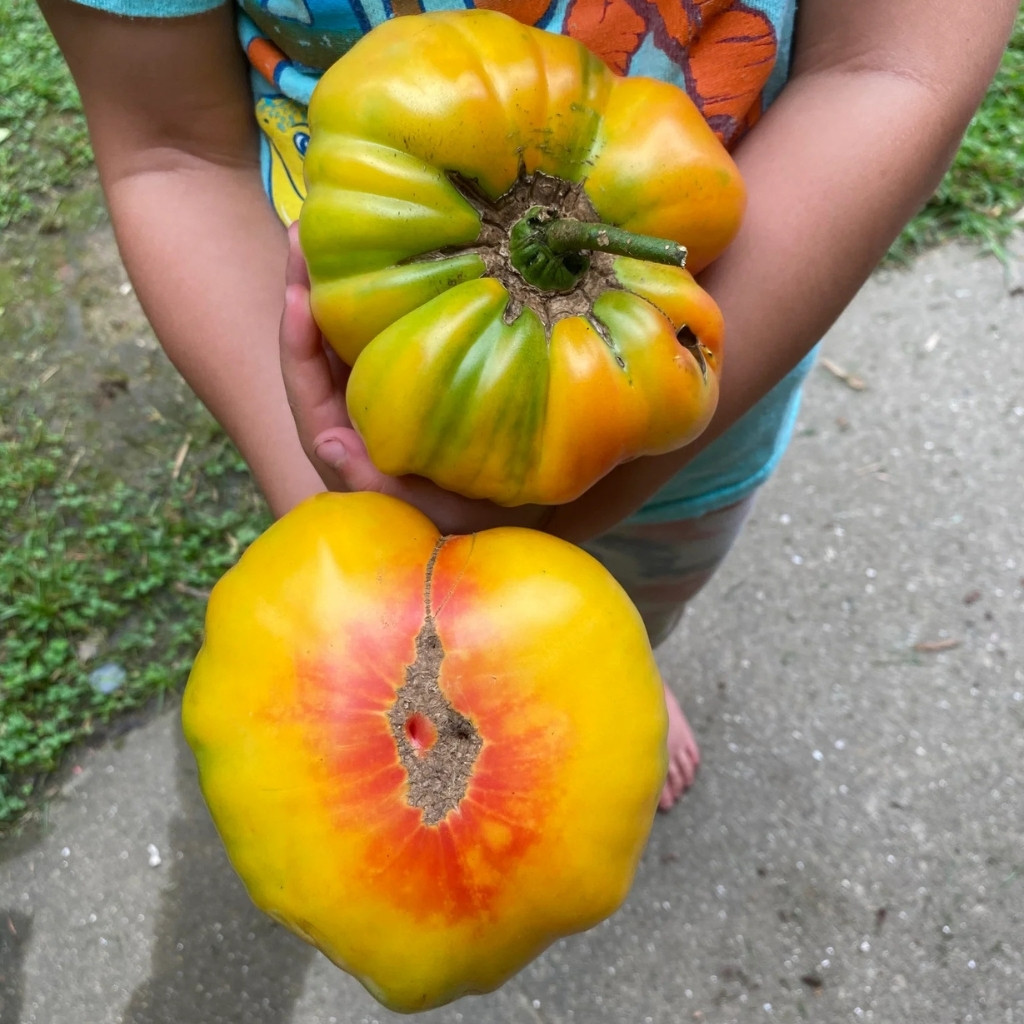 Tomato seeds Hillbilly - 10