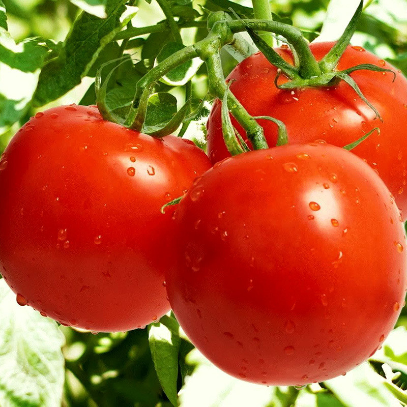 Tomato seeds Red S-22 - 600