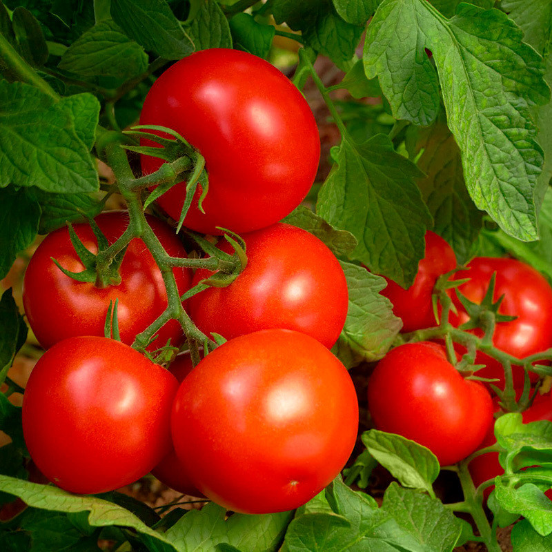 Tomato seeds Red S-22 - 120