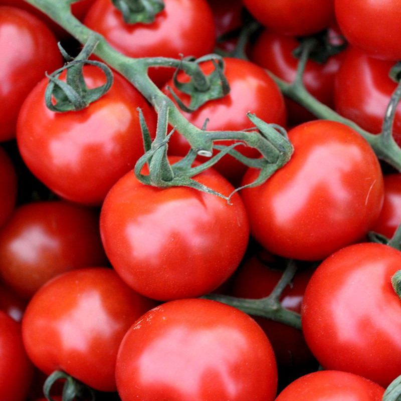 Tomato seeds Red S-22 - 600