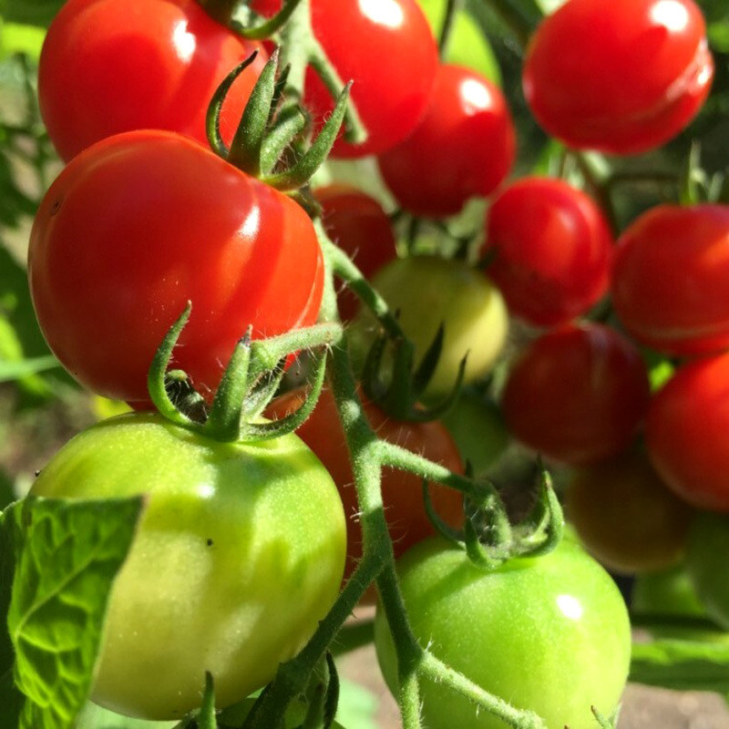 Tomato seeds Red S-22 - 600