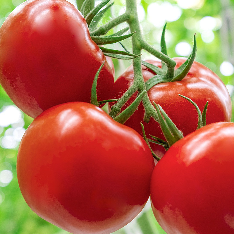 Tomato seeds Red S-22 - 600