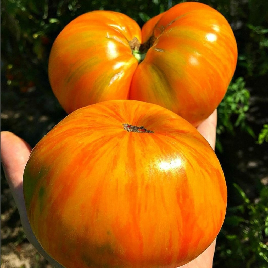 Tomato seeds Domaine de Saint Jean de beauregard - 10