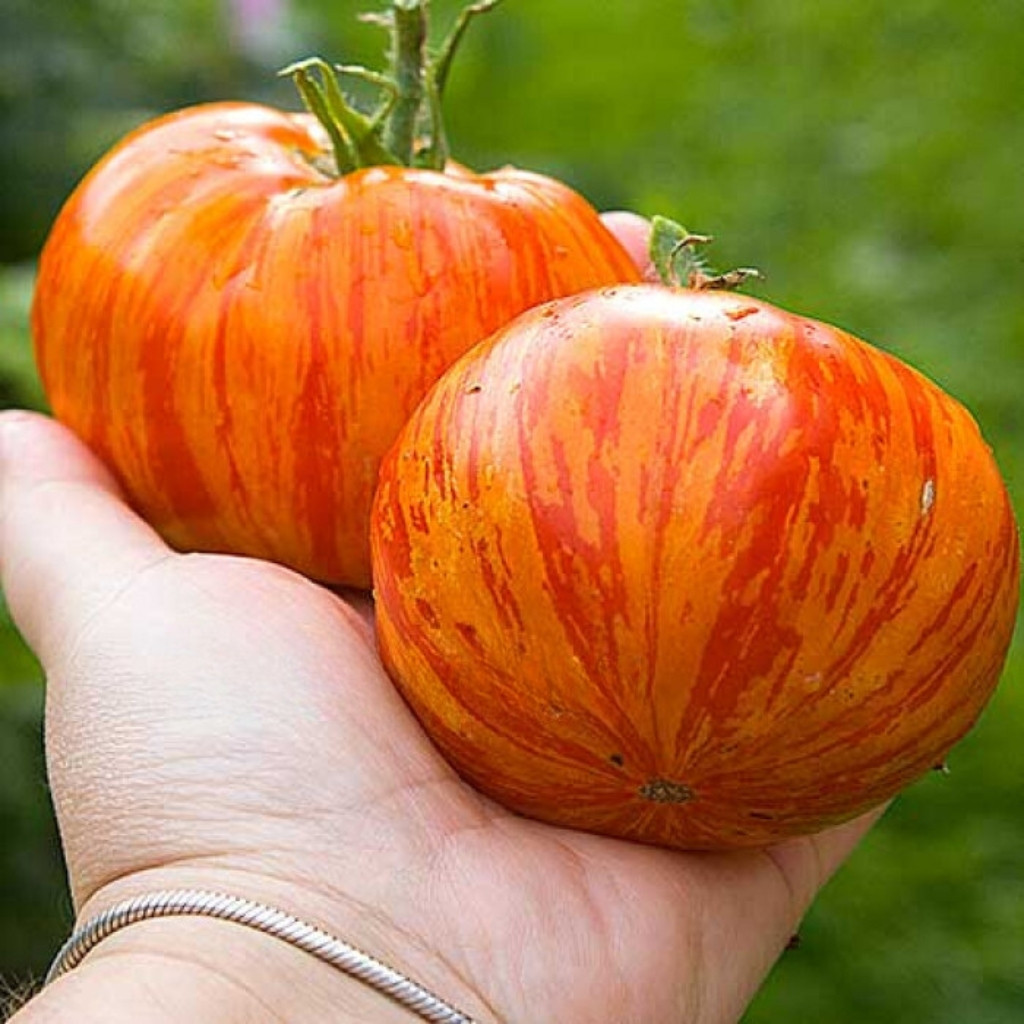 Tomato seeds Domaine de Saint Jean de beauregard - 10