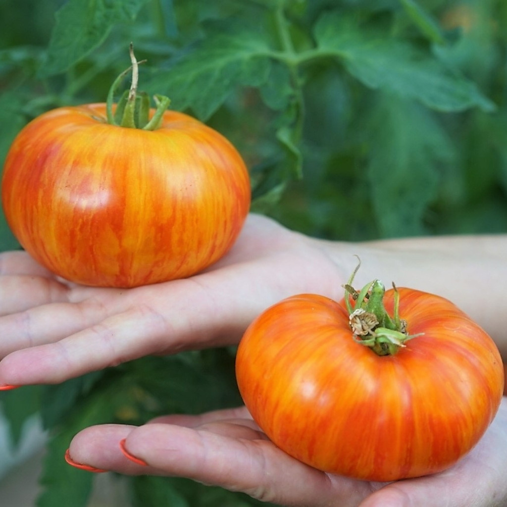 Tomato seeds Domaine de Saint Jean de beauregard - 10