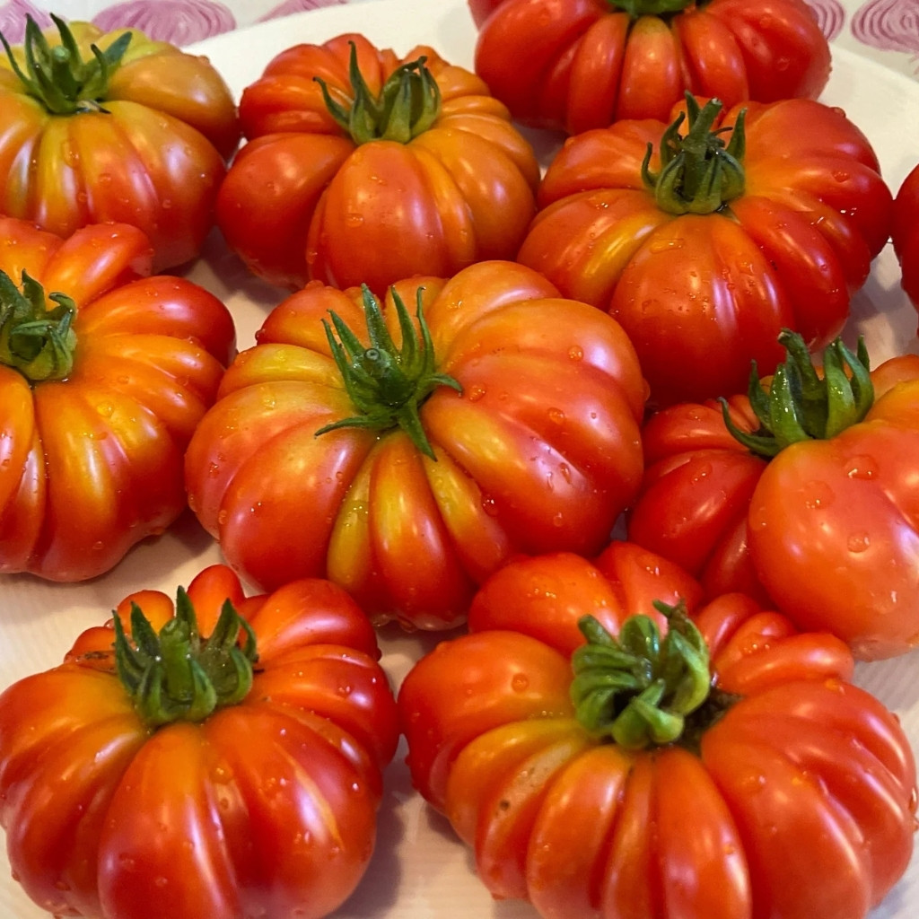 Tomato seeds Costoluto Genovese - 10