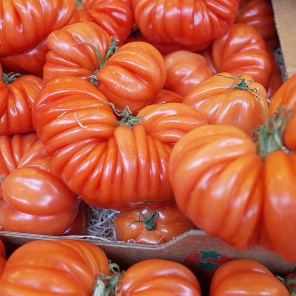 Tomato seeds Costoluto Genovese - 10