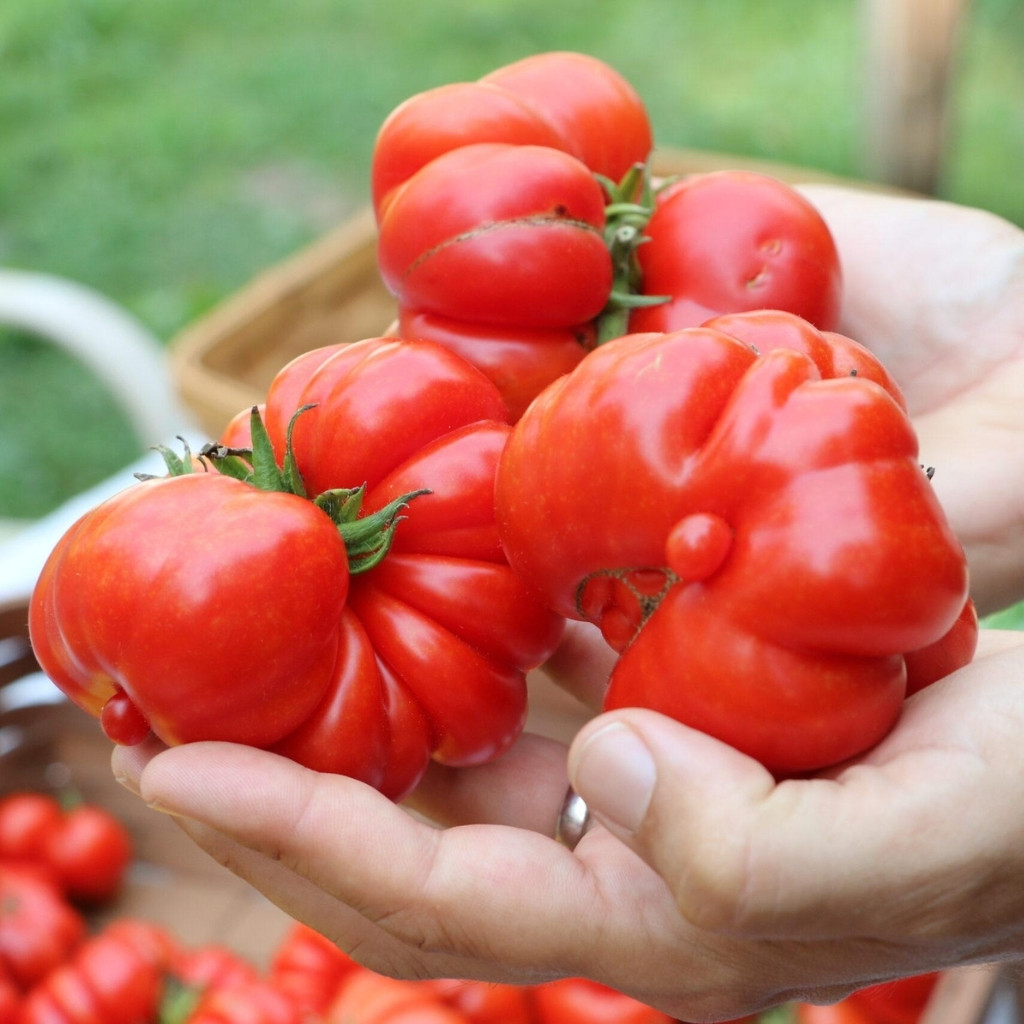 Tomato seeds Costoluto Genovese - 10