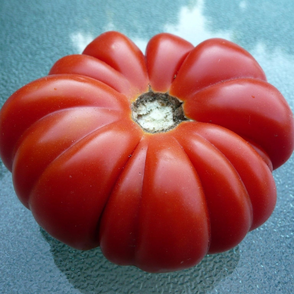 Tomato seeds Costoluto Genovese - 10
