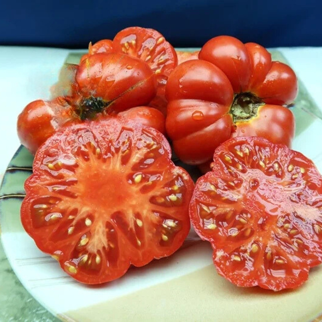 Tomato seeds Costoluto Genovese - 10