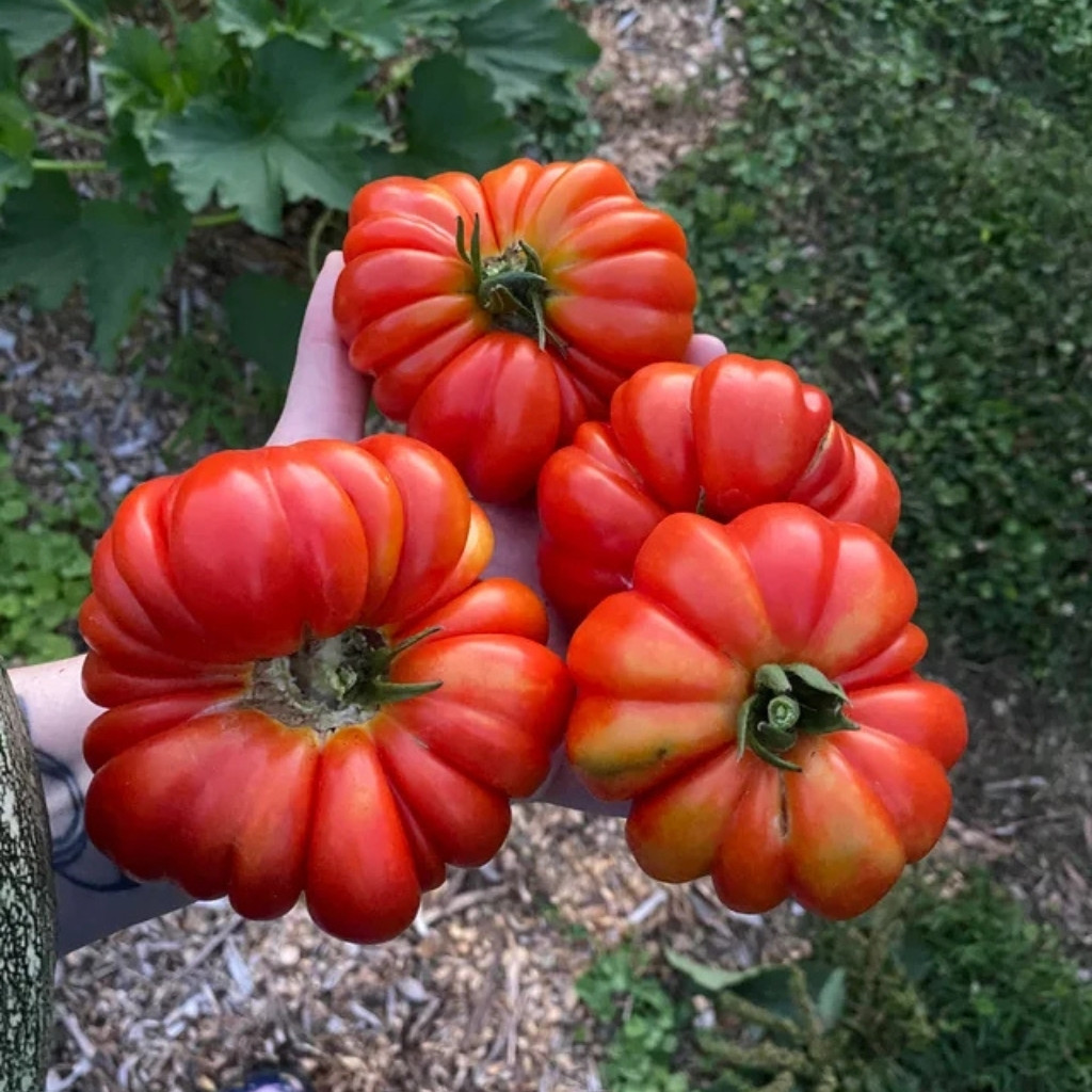 Tomato seeds Costoluto Genovese - 10