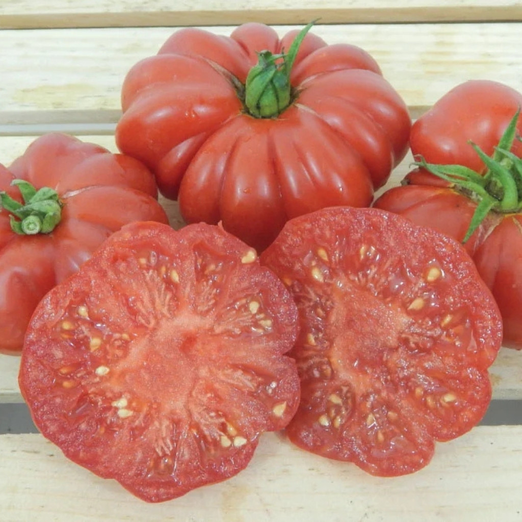 Tomato seeds Costoluto Genovese - 10