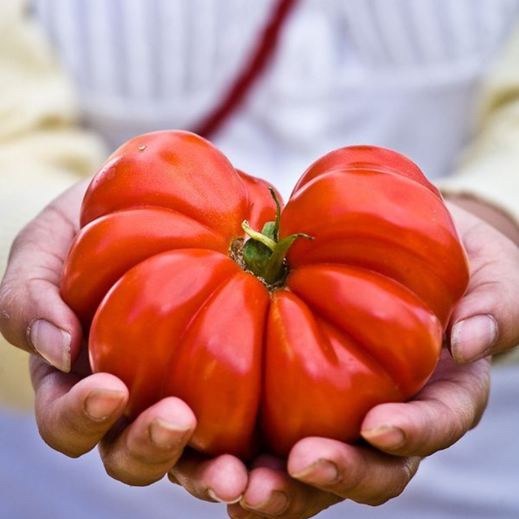 Tomato seeds Costoluto Genovese - 10