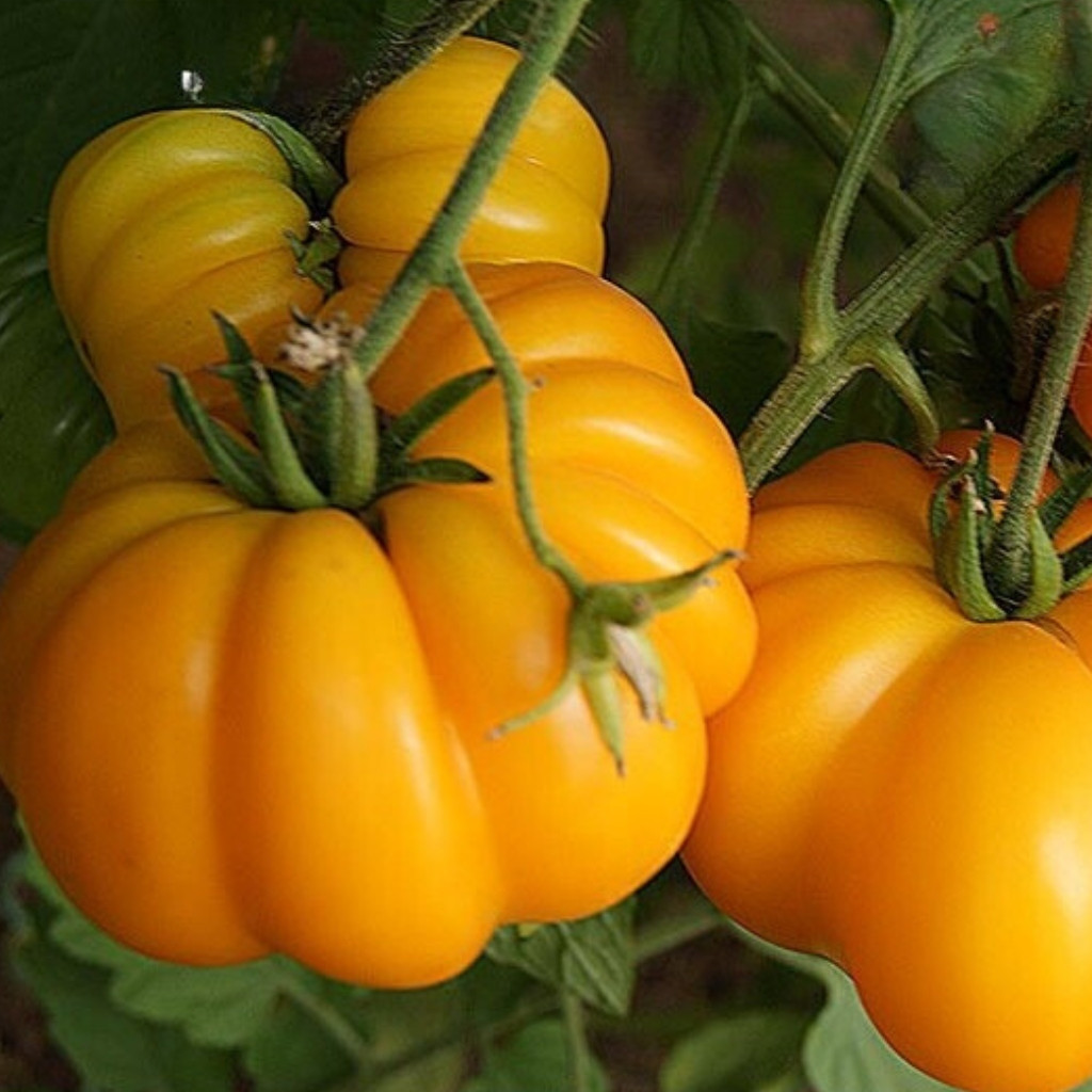 Tomato seeds Ismail's Ribbed - 10