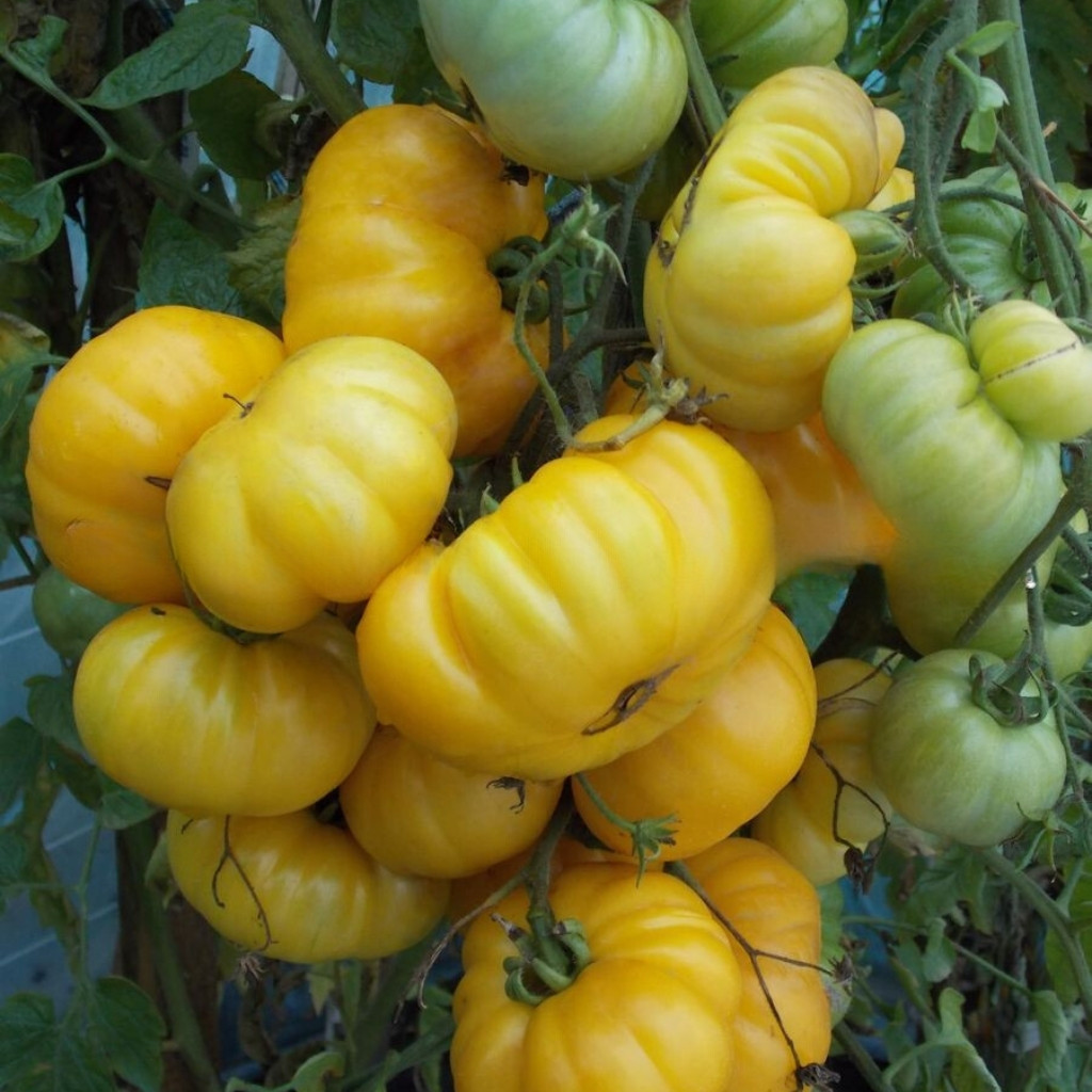 Tomato seeds Ismail's Ribbed - 10