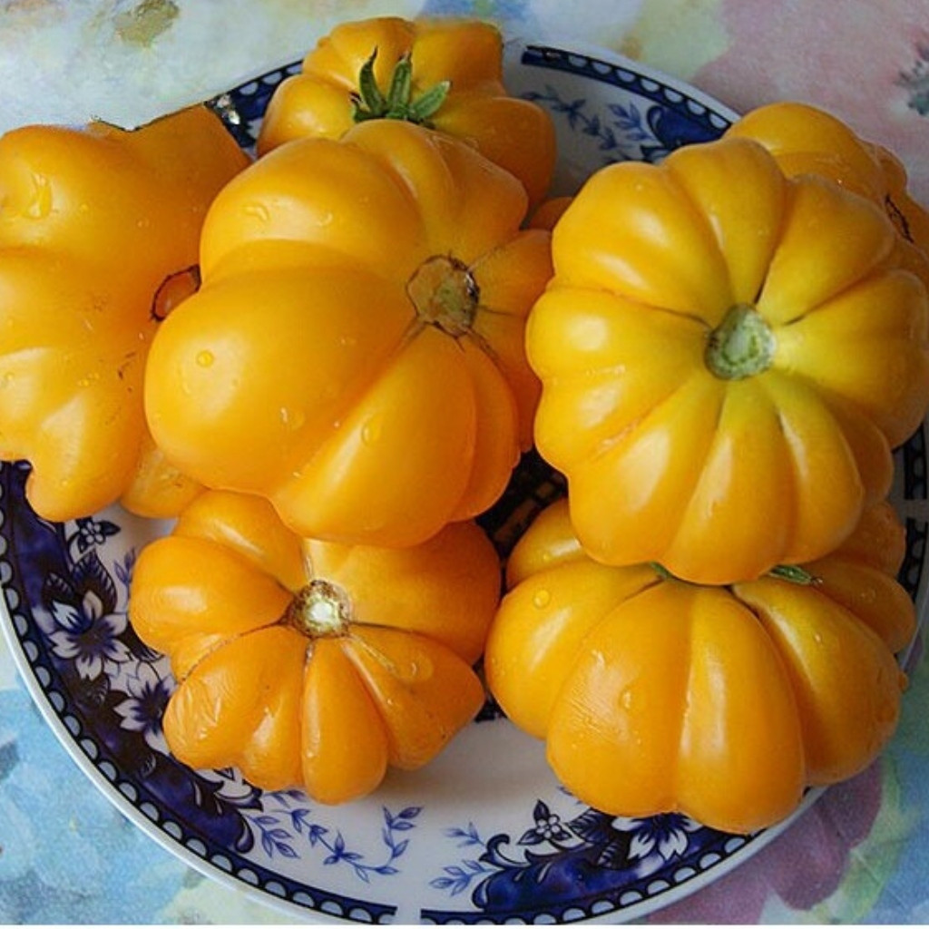 Tomato seeds Ismail's Ribbed - 10