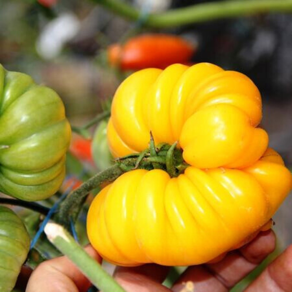 Tomato seeds Ismail's Ribbed - 10