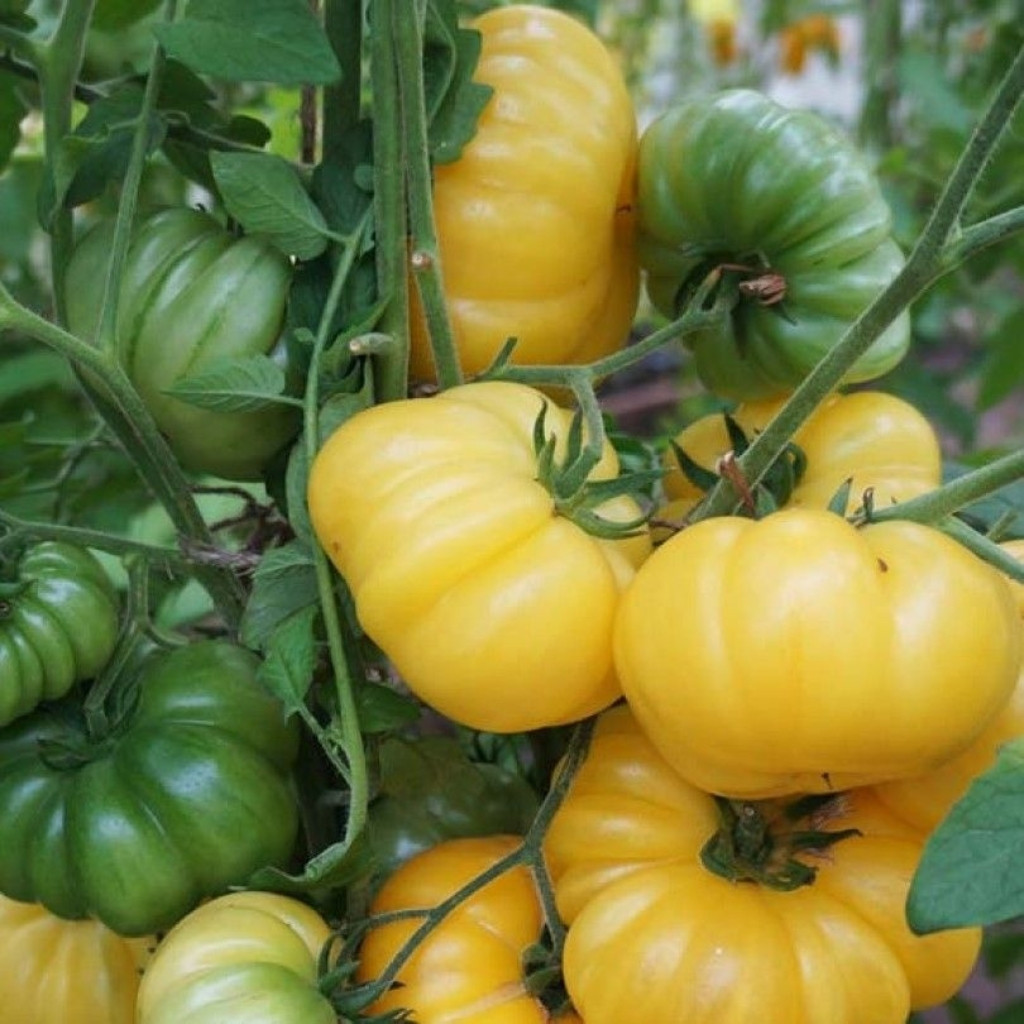 Tomato seeds Ismail's Ribbed - 10