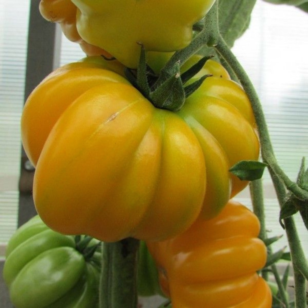 Tomato seeds Ismail's Ribbed - 10