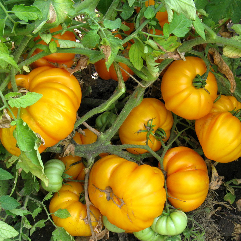 Tomato seeds Ismail's Ribbed - 10