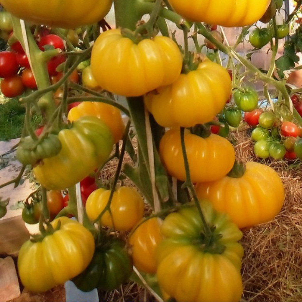 Tomato seeds Ismail's Ribbed - 10