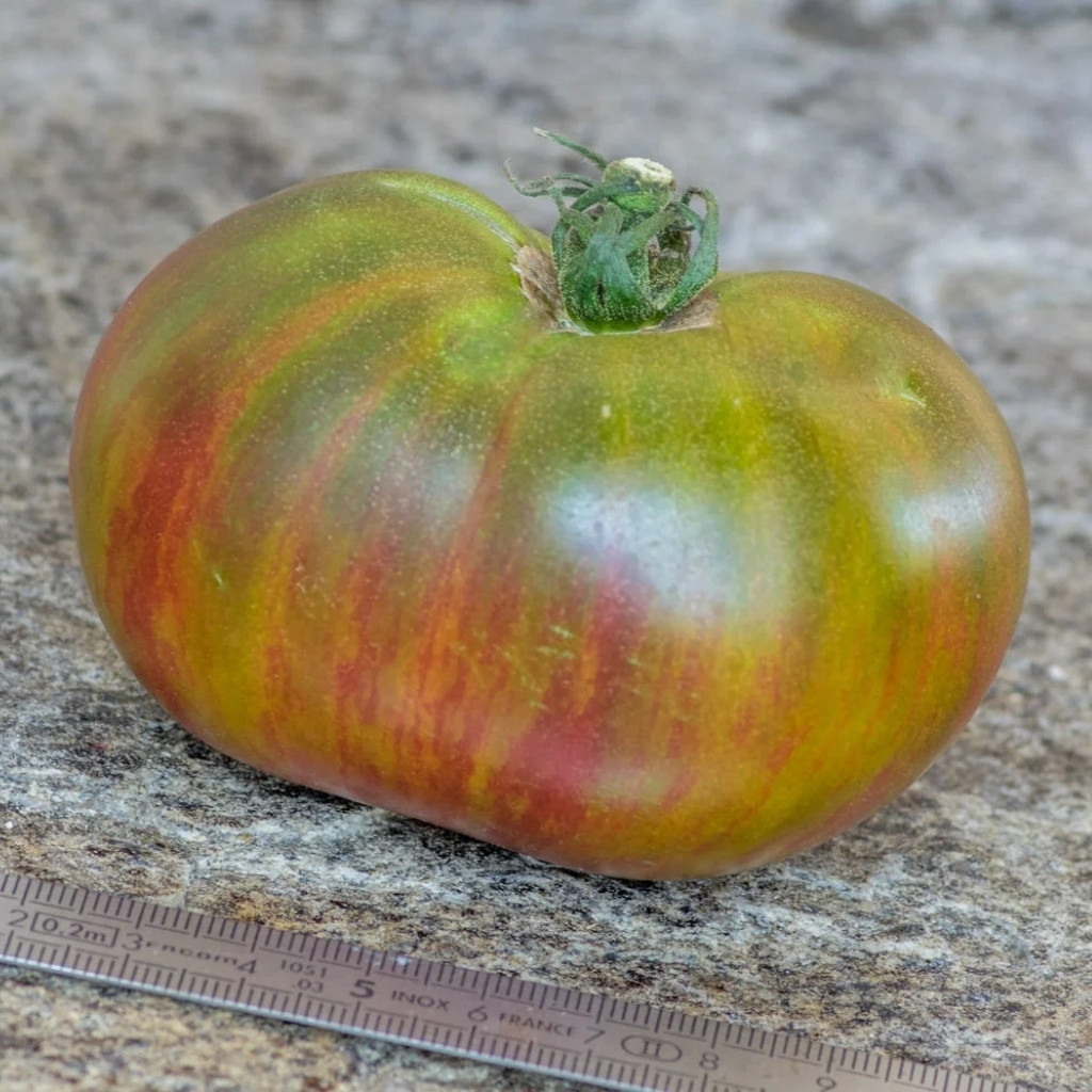 Tomato seeds Harvard Square - 10