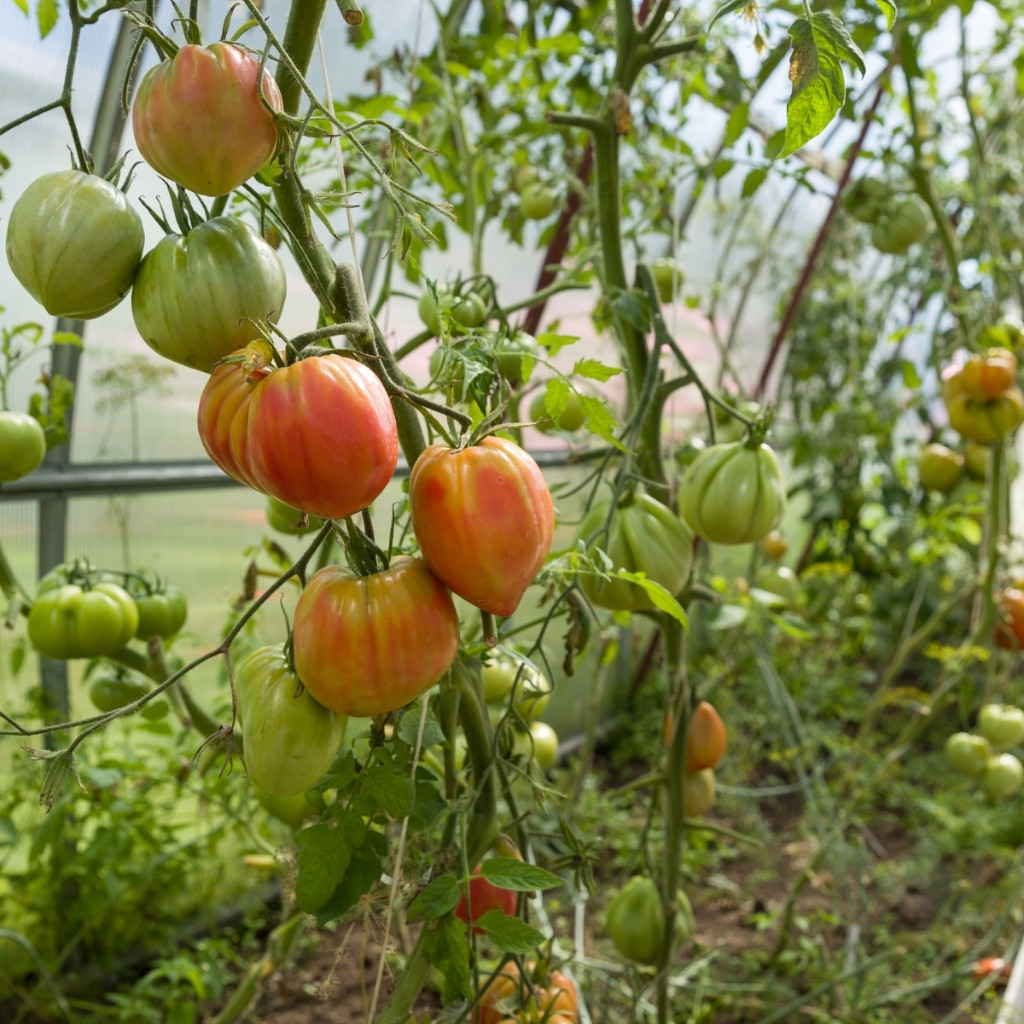 Tomato seeds Kozula 29 - 10