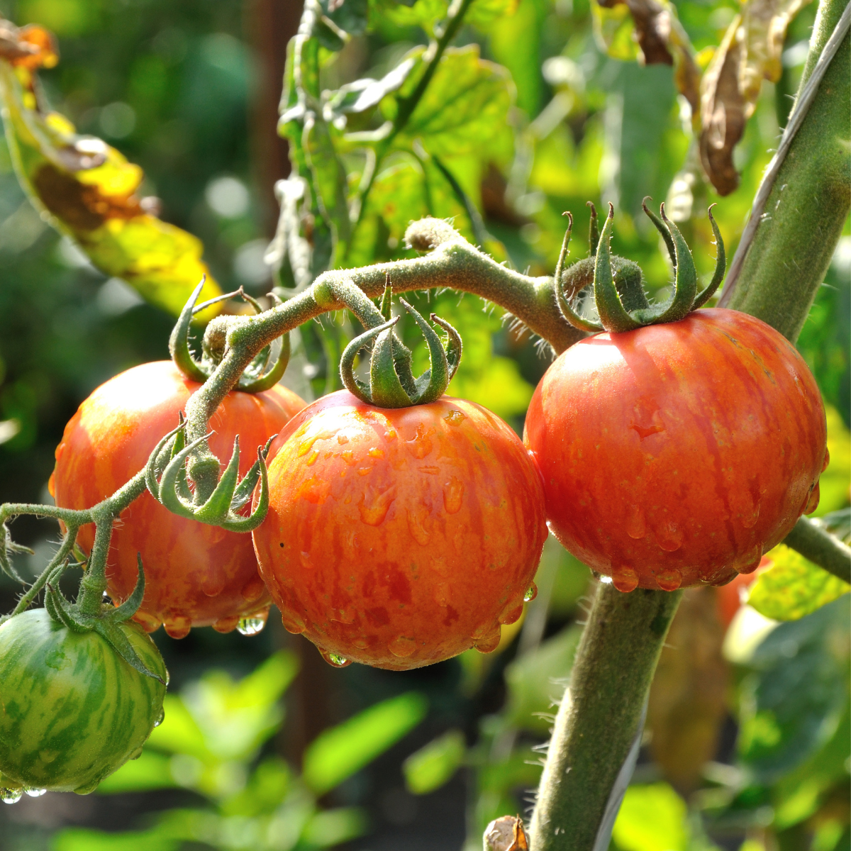 Tomato seeds Kozula 29 - 10