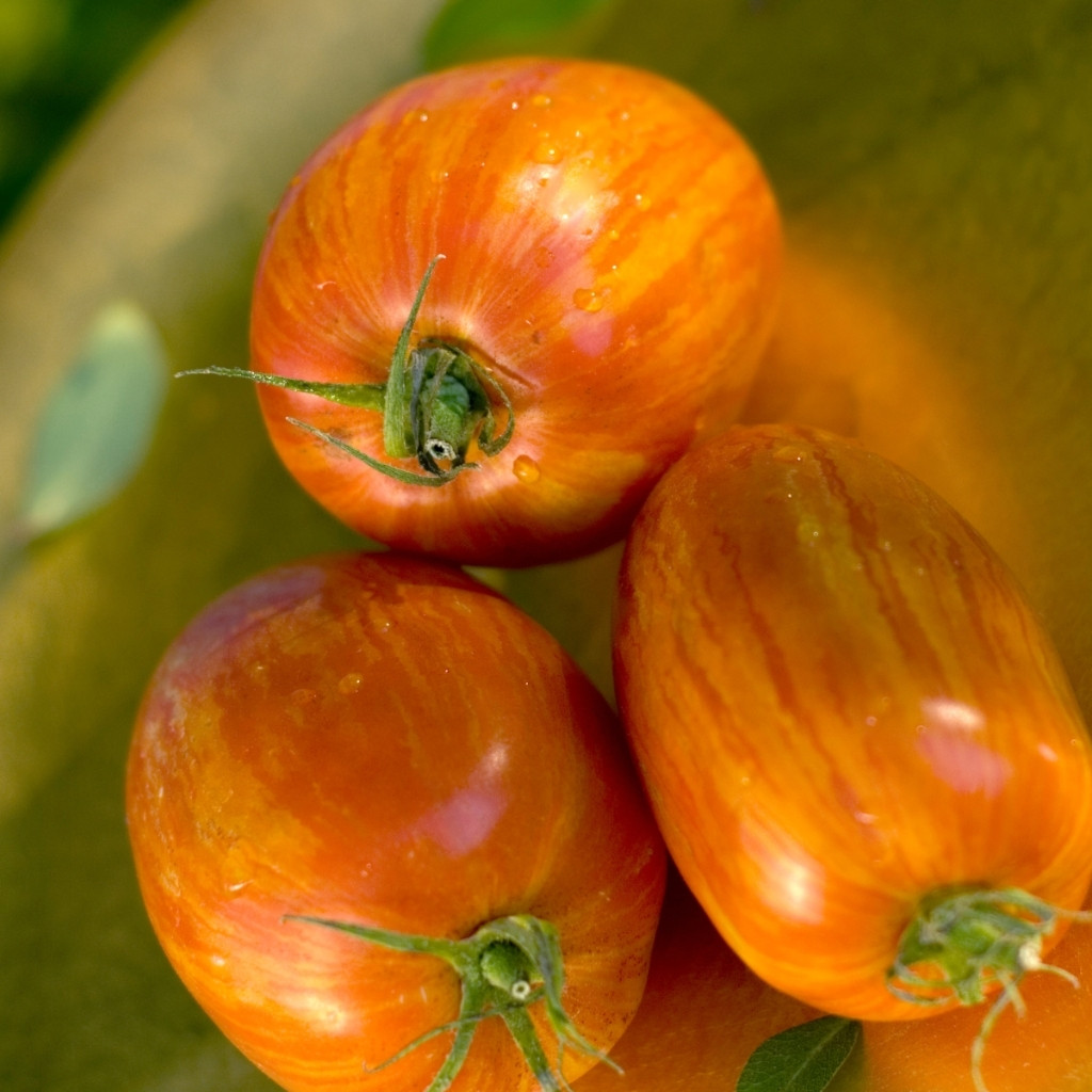 Tomato seeds Kozula 29 - 10