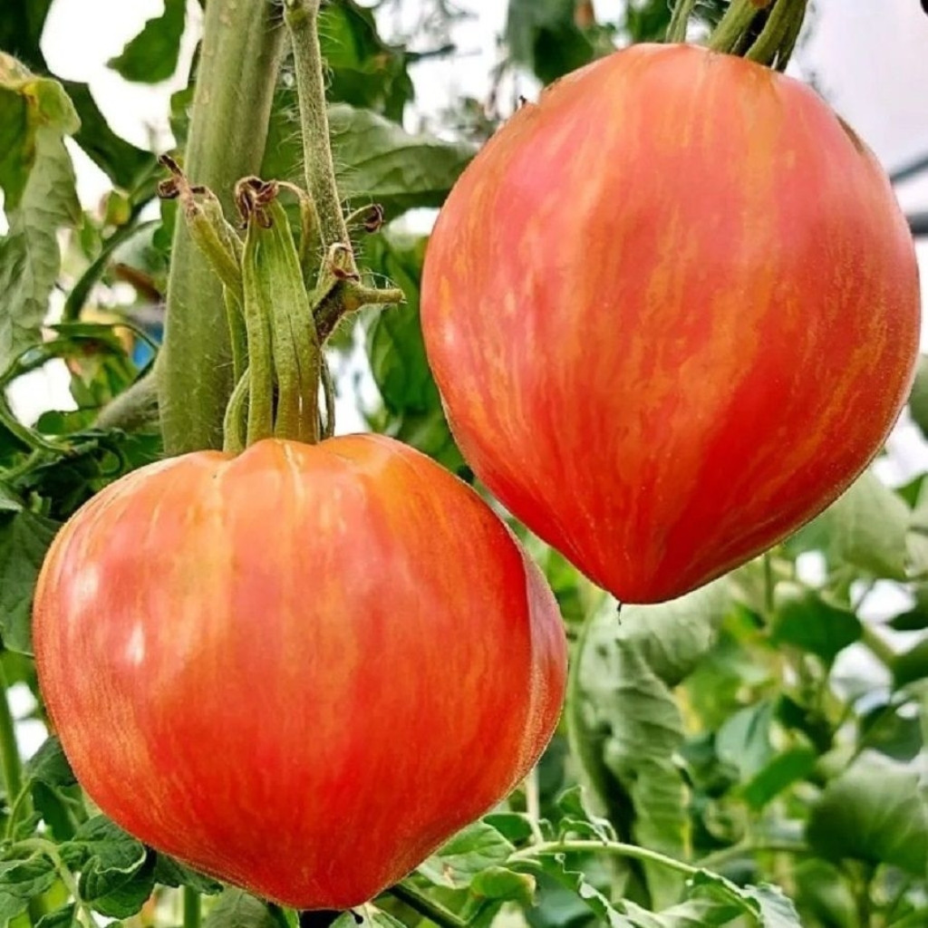 Tomato seeds Kozula 29 - 10