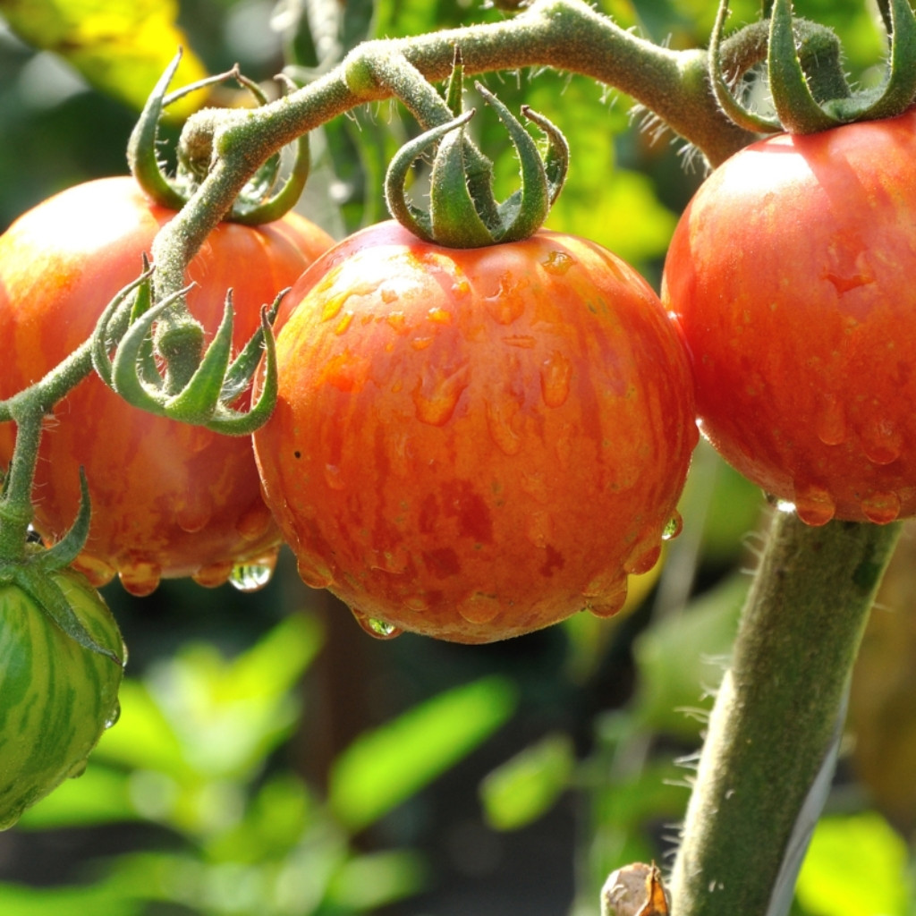 Tomato seeds Kozula 29 - 10