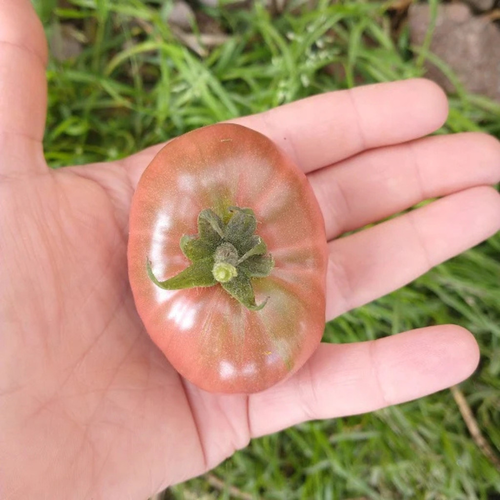 Tomato seeds Dwarf Maura’s Cardinal - 10