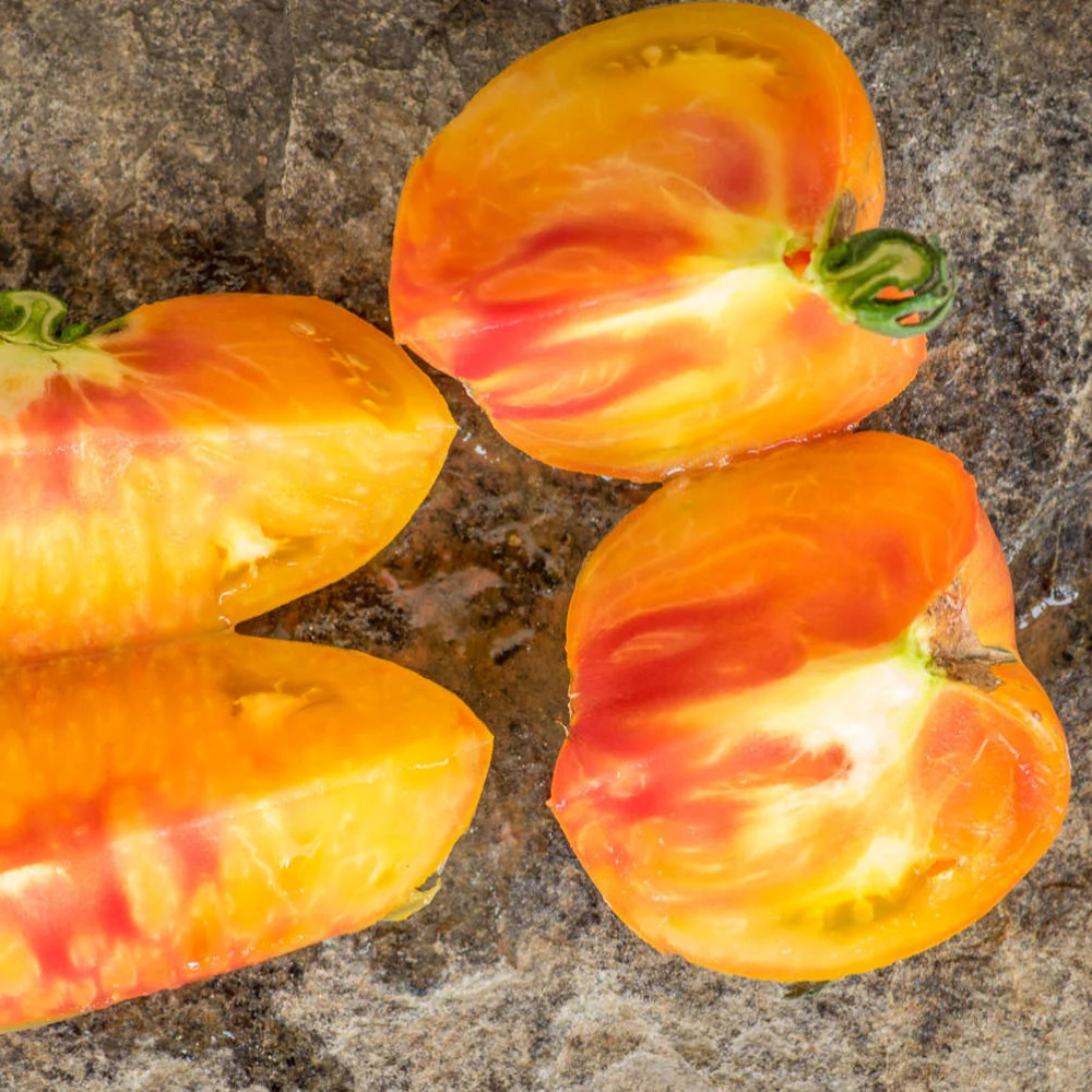 Tomato seeds Willard Wynn - 10