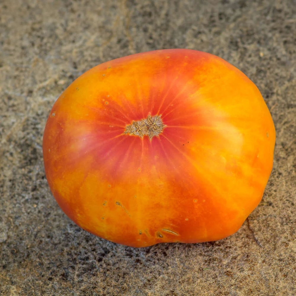 Tomato seeds Willard Wynn - 10