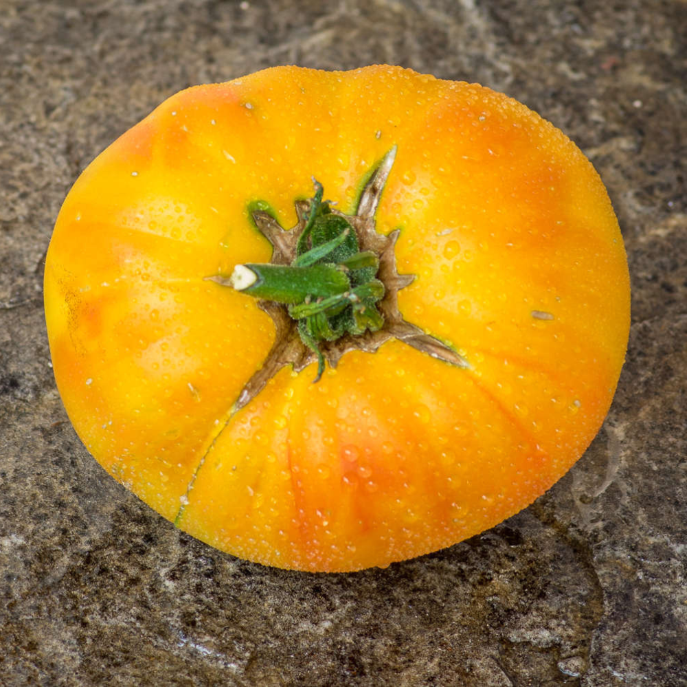 Tomato seeds Willard Wynn - 10